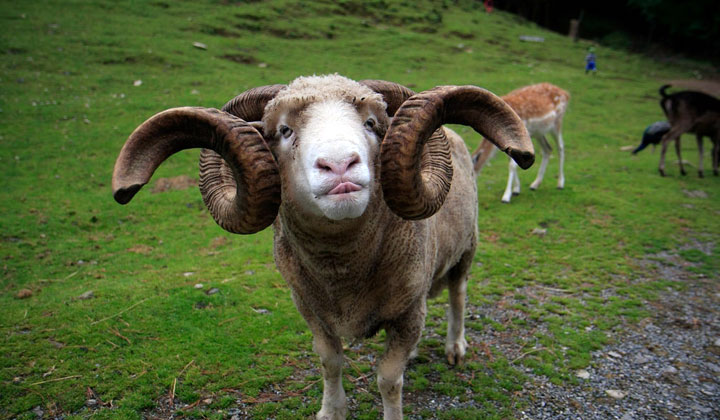 Merino Sheep